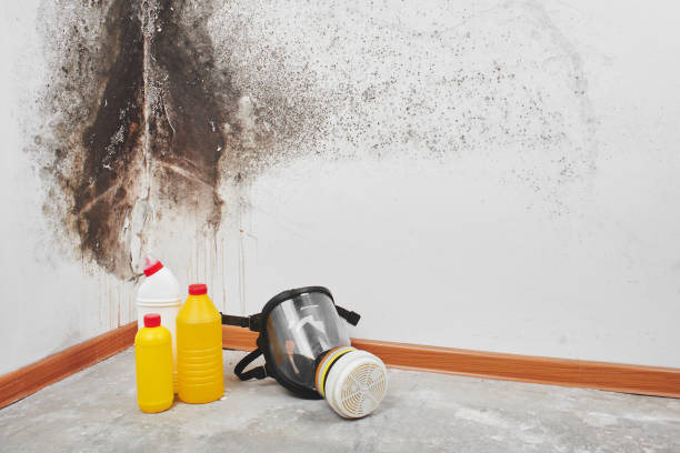 Best Black Mold Removal  in Naval Academy, MD