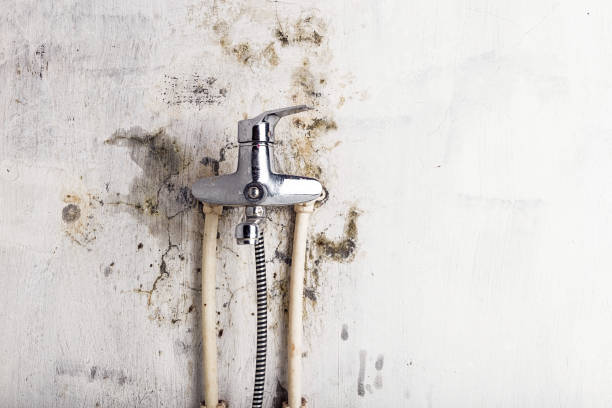 Professional Mold Removal in Naval Academy, MD