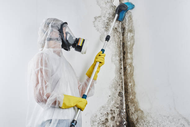 Best Local Mold Removal Service  in Naval Academy, MD