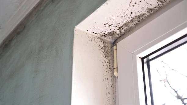 Best Black Mold Removal  in Naval Academy, MD