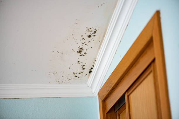 Best Local Mold Removal Service  in Naval Academy, MD