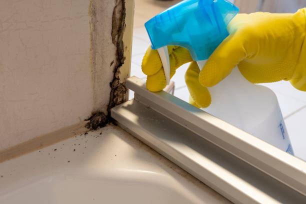 Best Attic Mold Removal  in Naval Academy, MD