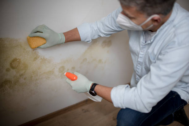 Certified Mold Removal in Naval Academy, MD