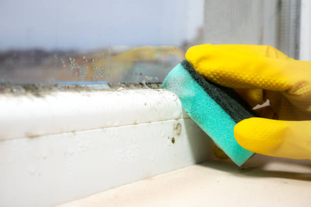 Best Residential Mold Removal  in Naval Academy, MD