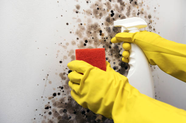 Best Fast Mold Removal  in Naval Academy, MD