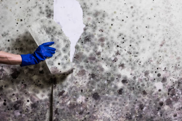 Best Local Mold Removal Service  in Naval Academy, MD